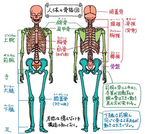 人中部 部位|いまさら聞けない？！人の体の構造（人体解剖学超入門） – 医療。